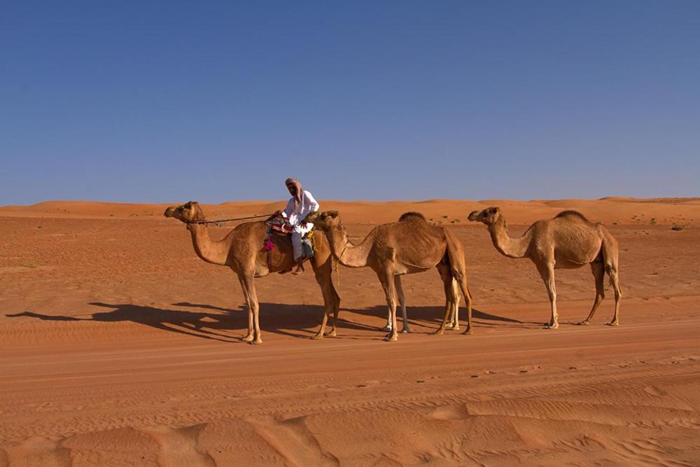 Desert Retreat Camp Al Wāşil Zewnętrze zdjęcie